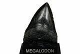 4.92" Fossil Megalodon Tooth - South Carolina - #201621-1